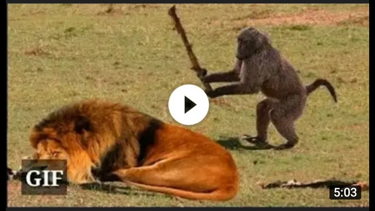 Too 🤣 funny Animal video