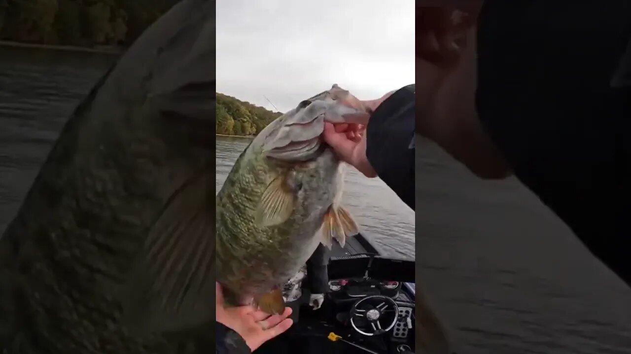 GIANT Fall Time Bass Bites TINY Ned Rig!