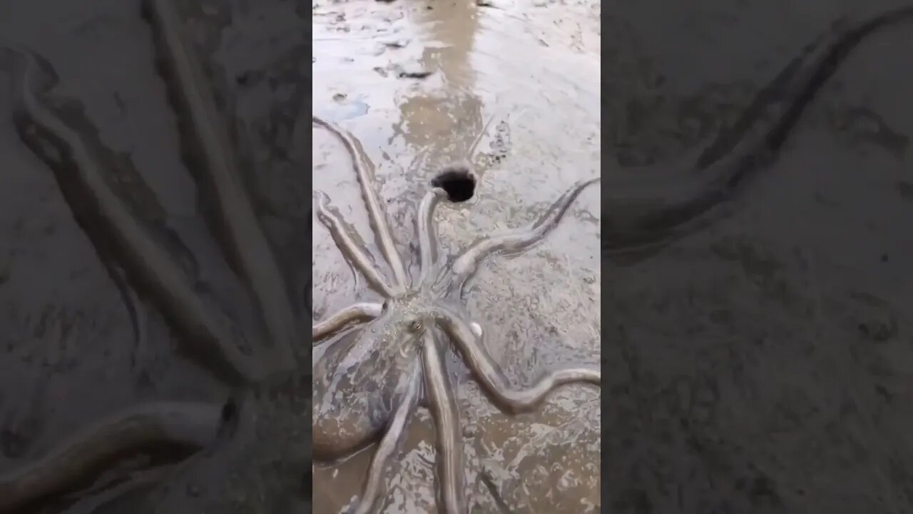 Octopus At Beach #animals #nature