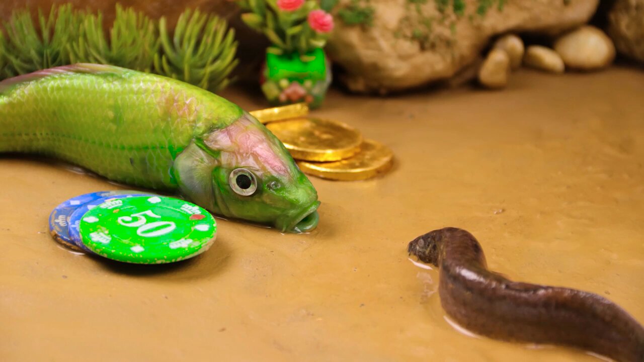 stop motion ASMR fish hunting