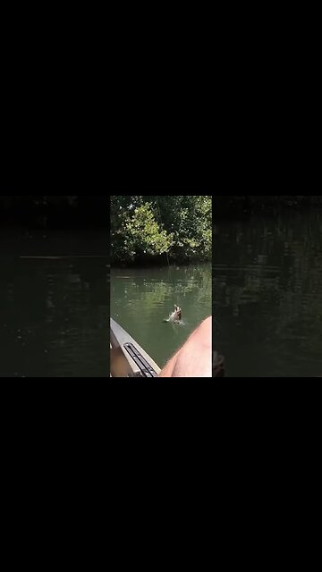 Savannah River Bass…Augusta Shoals