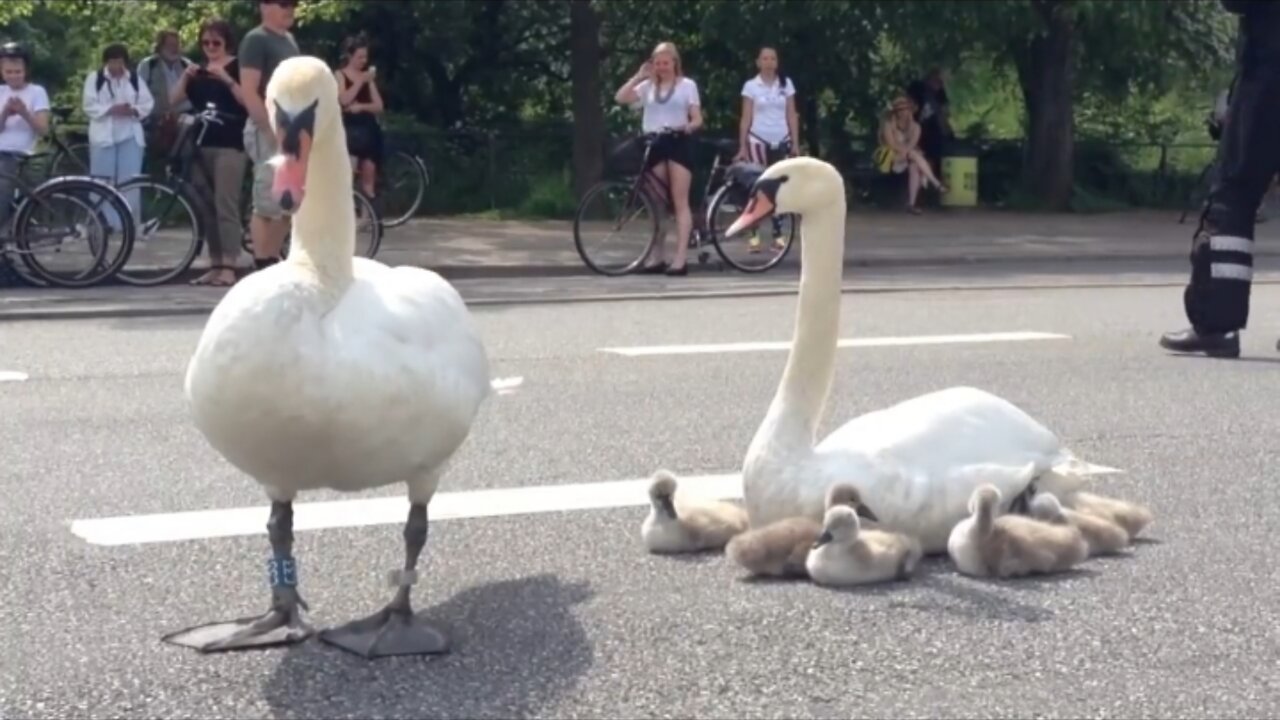 Swan Family Controls traffic in Denmark