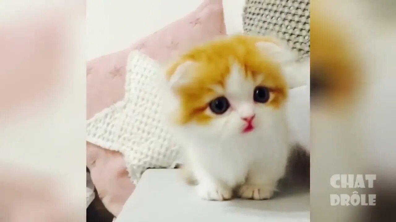 Funniest cats on TikTok