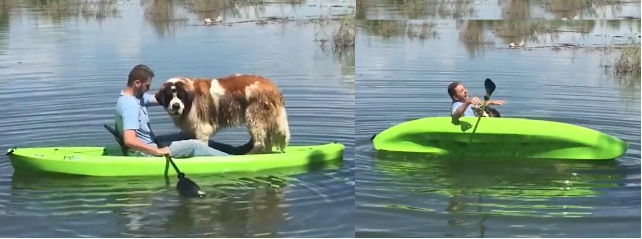 my dog make me fall in the lake