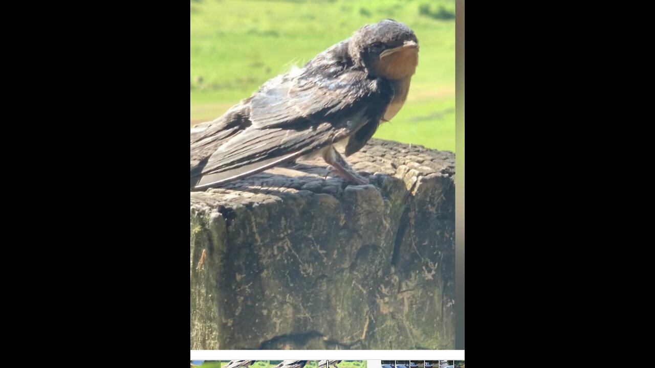 Person rescues baby bird with stuff wrapped around leg.