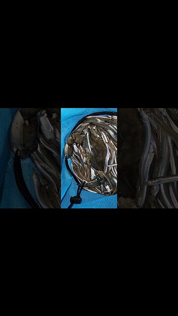 Big Blue crab and TONS OF Sandeels