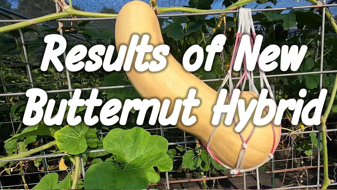 New Butternut Cross ~ How Did it Go?