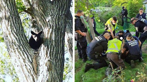 L'ours capturé ce week-end à Dorval a dû être euthanasié