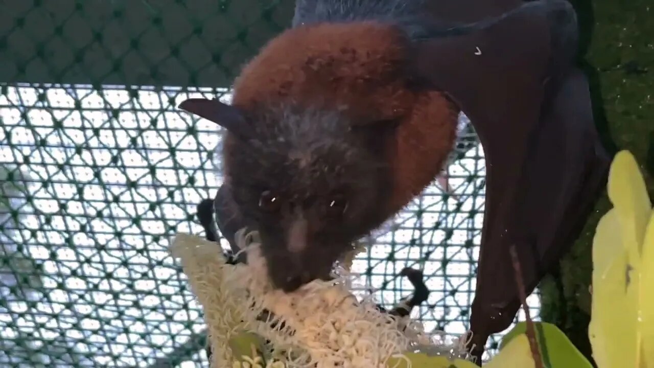 Funny Bats Eating Blossom and Fighting Over It ! - Flying Foxes In An Aviary