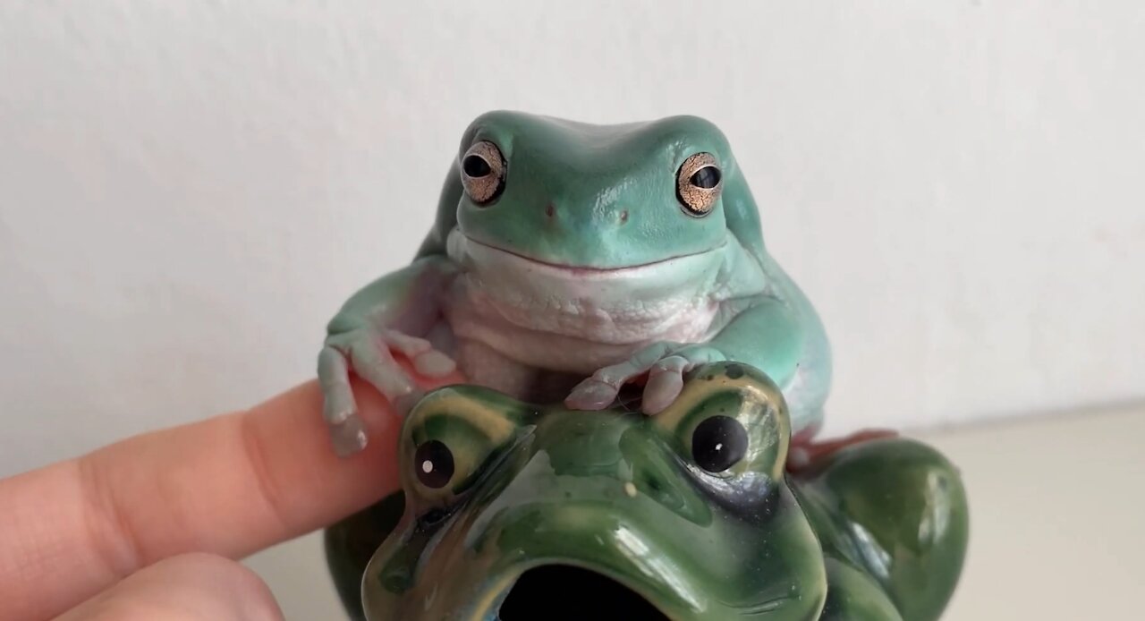 Cute Frog. Green frog happy with life