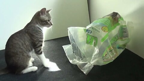 Cute Little Cat Plays in a Plastic Bag