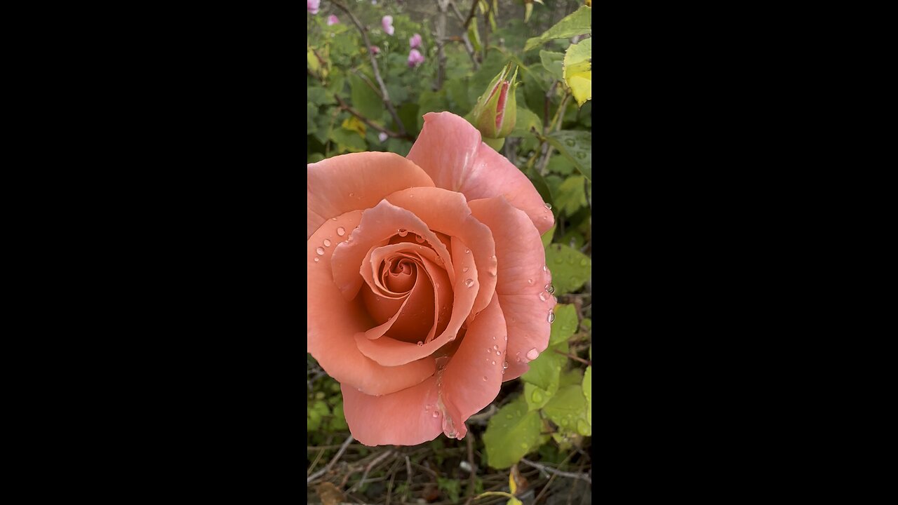 Nature is a teacher #nature #geometry #patterns #spiral #tarotary #rising #attainment