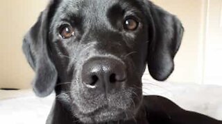 Ce labrador détruit son propre lit!