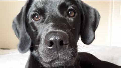 Ce labrador détruit son propre lit!