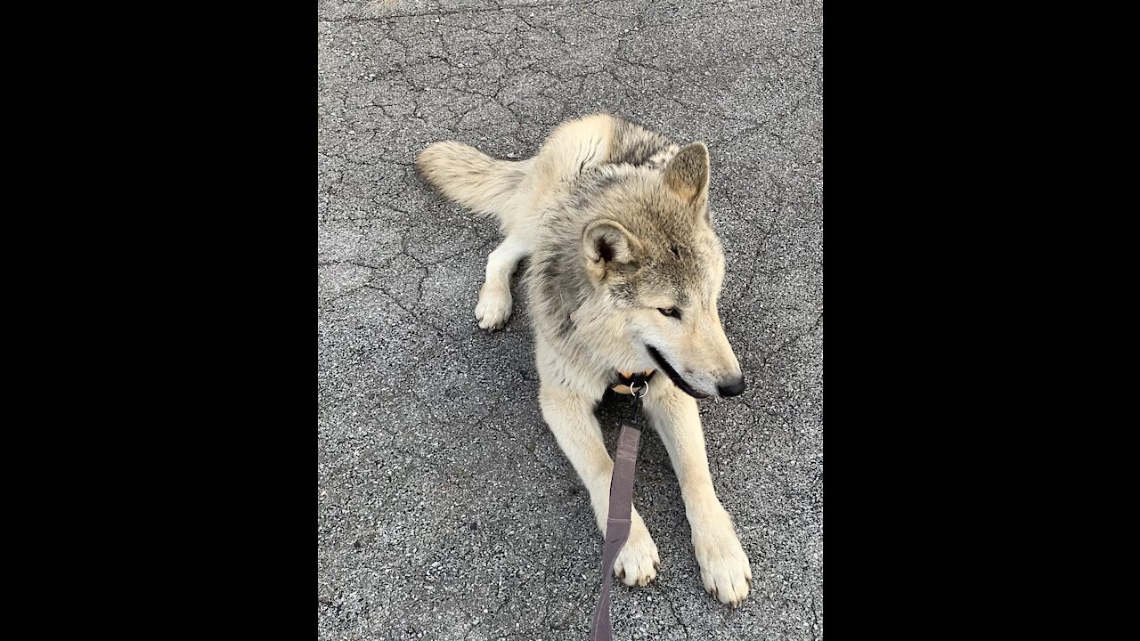 Wolf Dog Puppy Chewing Large Bone