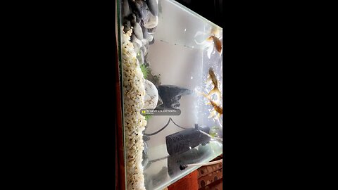 Aquascape