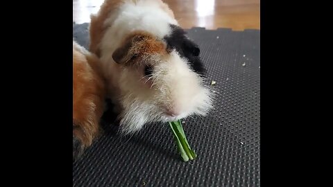 Cute Guinea Pig #shorts