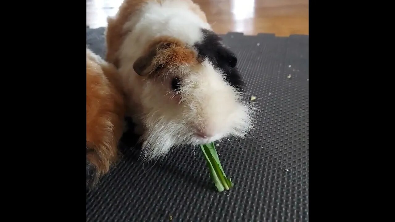 Cute Guinea Pig #shorts