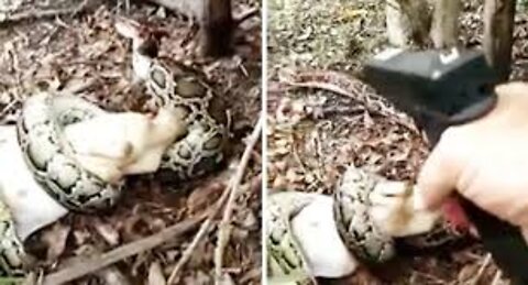 Man shoots massive python in head to save herd of goats