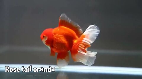 The most beautiful fish on earth | Best beautiful quality goldfish-3