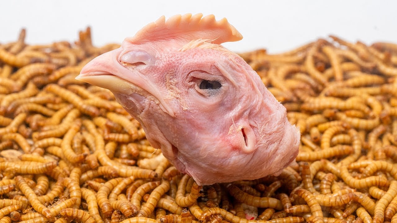 10000 Hungry Mealworms VS Chicken Head | Timelapse