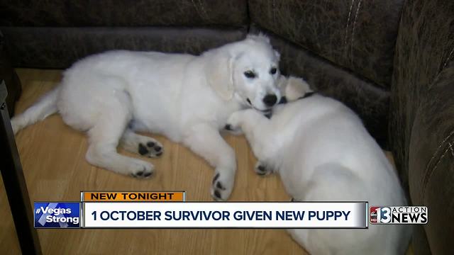 Golden Retriever giveaway for 1 October survivors