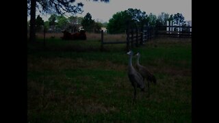 Tuesday Morning at Venus Ranch