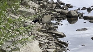 Red-tipped wing black bird feeding fledgling