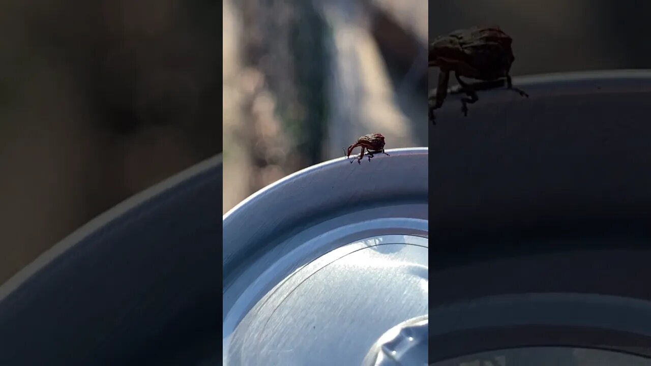 Ugly Ass Bug 🐛