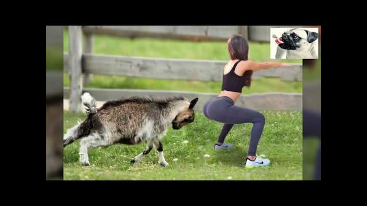 Funny Sheep Attacking People Compilation 2021