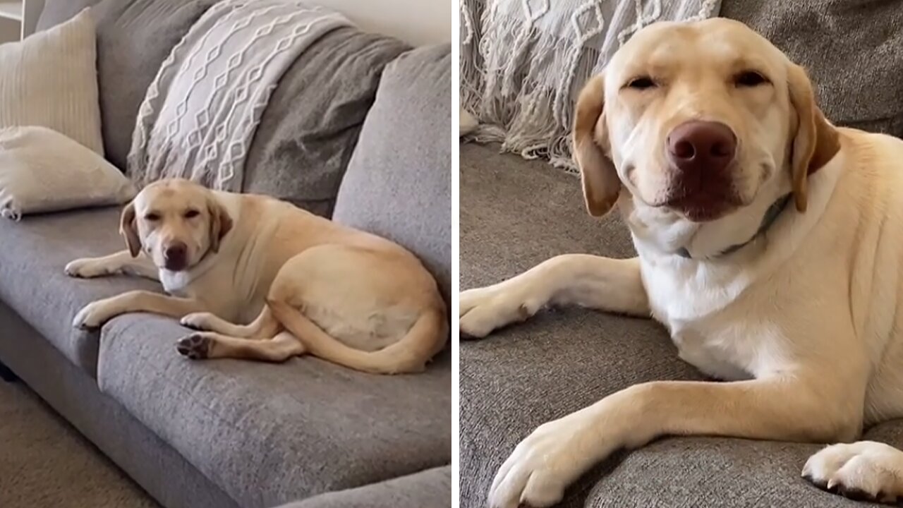 Culpable dog tries to hide his guilt by smiling when confronted