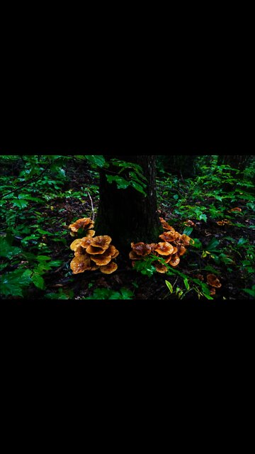 Honey Mushroom Foraging and Uses. Mushroom foraging in Asheville, North Carolina. Fortnite