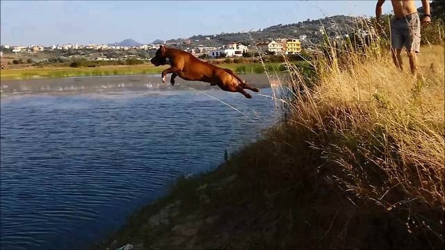 Pit Bull's fearless cliff dive captured in slow motion