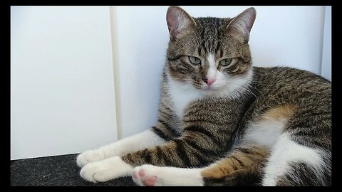 Cat Photography