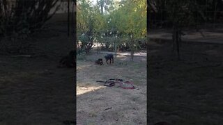 Rottweiler Beast - Lil' Eddie & Faye. Eddie Is Gunna Be A Beast. Their Dad weighs in at 140.