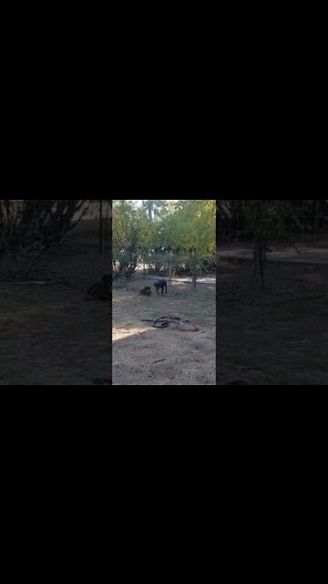 Rottweiler Beast - Lil' Eddie & Faye. Eddie Is Gunna Be A Beast. Their Dad weighs in at 140.