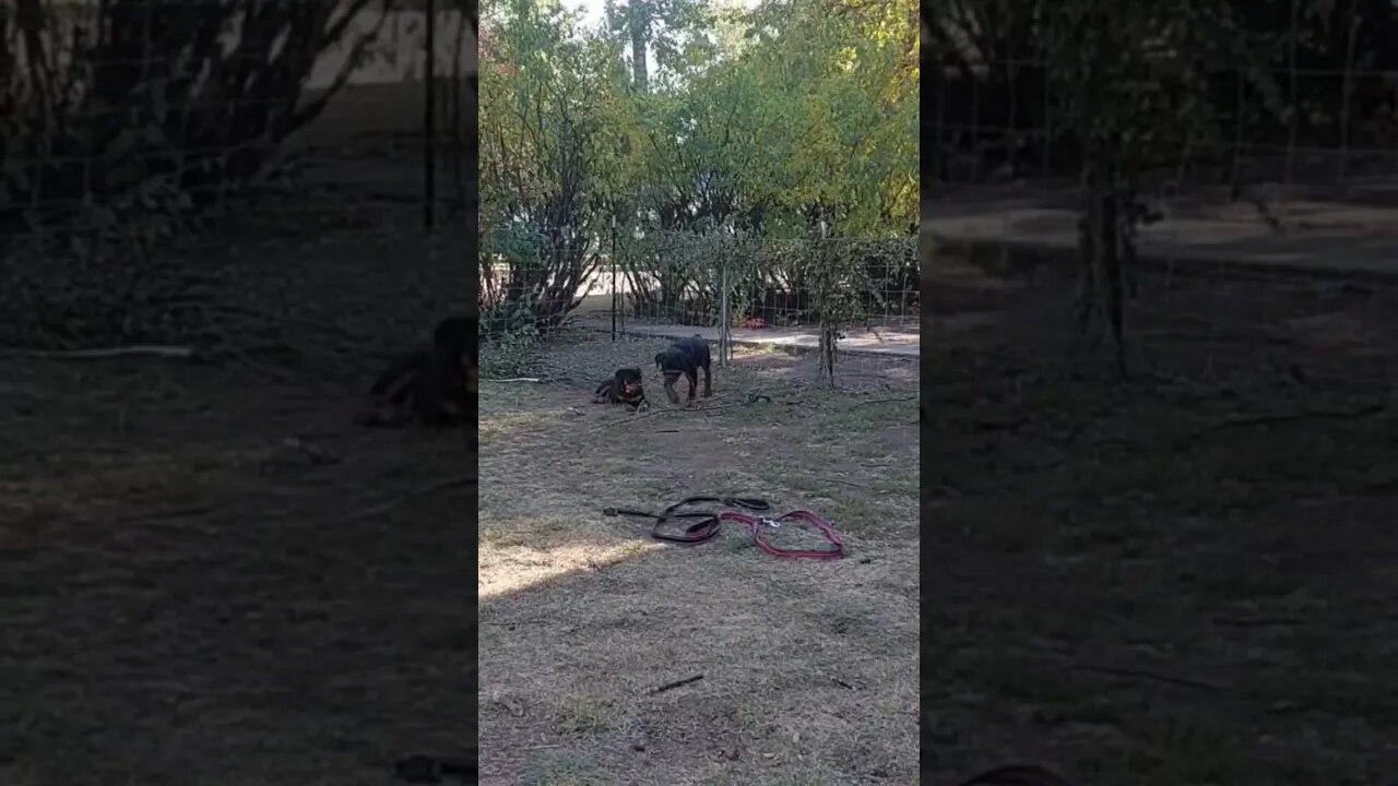 Rottweiler Beast - Lil' Eddie & Faye. Eddie Is Gunna Be A Beast. Their Dad weighs in at 140.