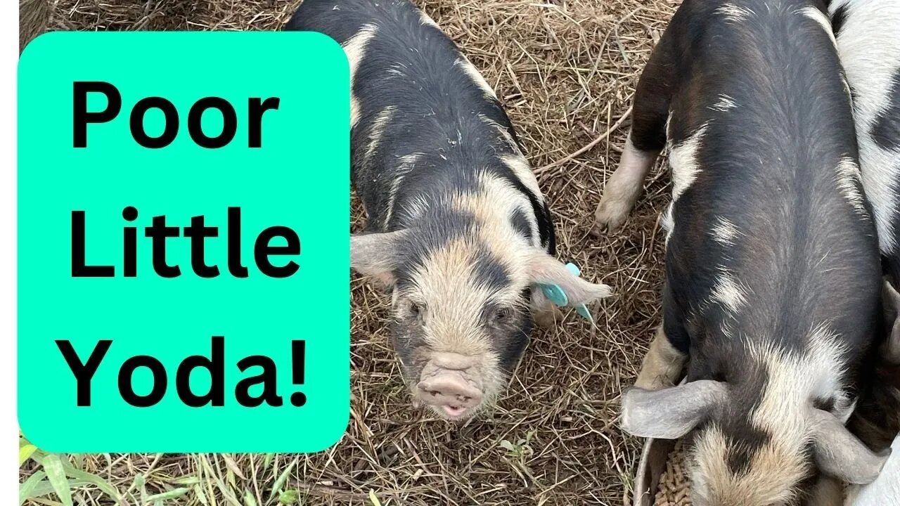 Yoda Had a Rough Day: Farm Update May 16, 2023