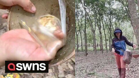 Viral TikToker documents fascinating process of extracting latex used to make gloves and boots