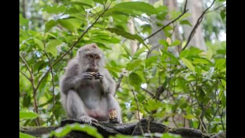 Une touriste "attaquée" par des singes à Ubud