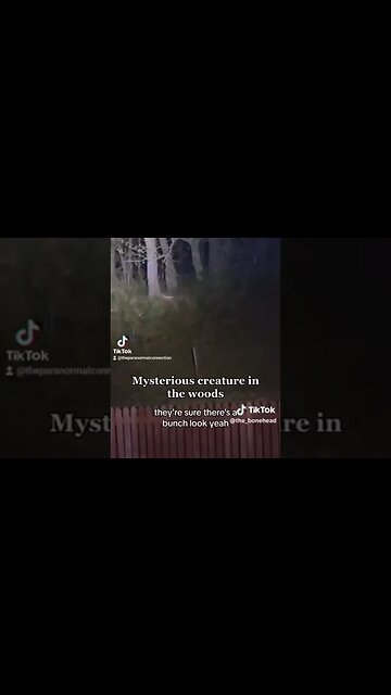 Creatures in the Woods