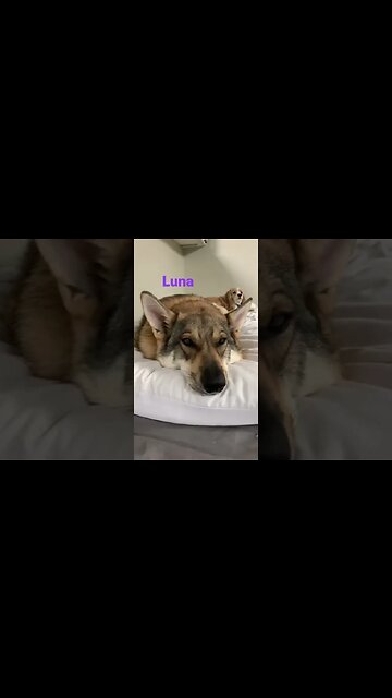 [Shorts 0068] LUNA [#dogs #doggos #doggies #puppies #dogdaycare]