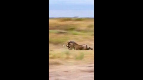 funny animal video
