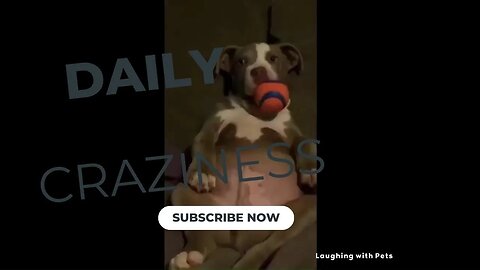 Paws and Play: A Guide to Funny Domestic Pets😊🤣😂😊