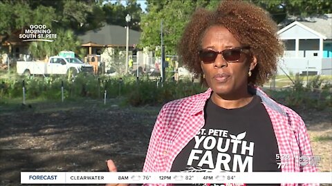 St. Pete Youth Farm helps with food desert gap and so much more