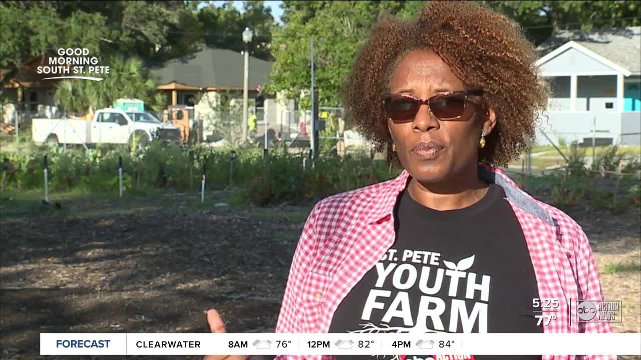 St. Pete Youth Farm helps with food desert gap and so much more