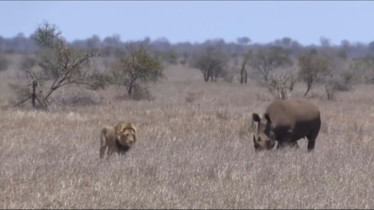 Lion's Mistake When Angering Rhino And Trying To Attack Its Cub (1).mp4