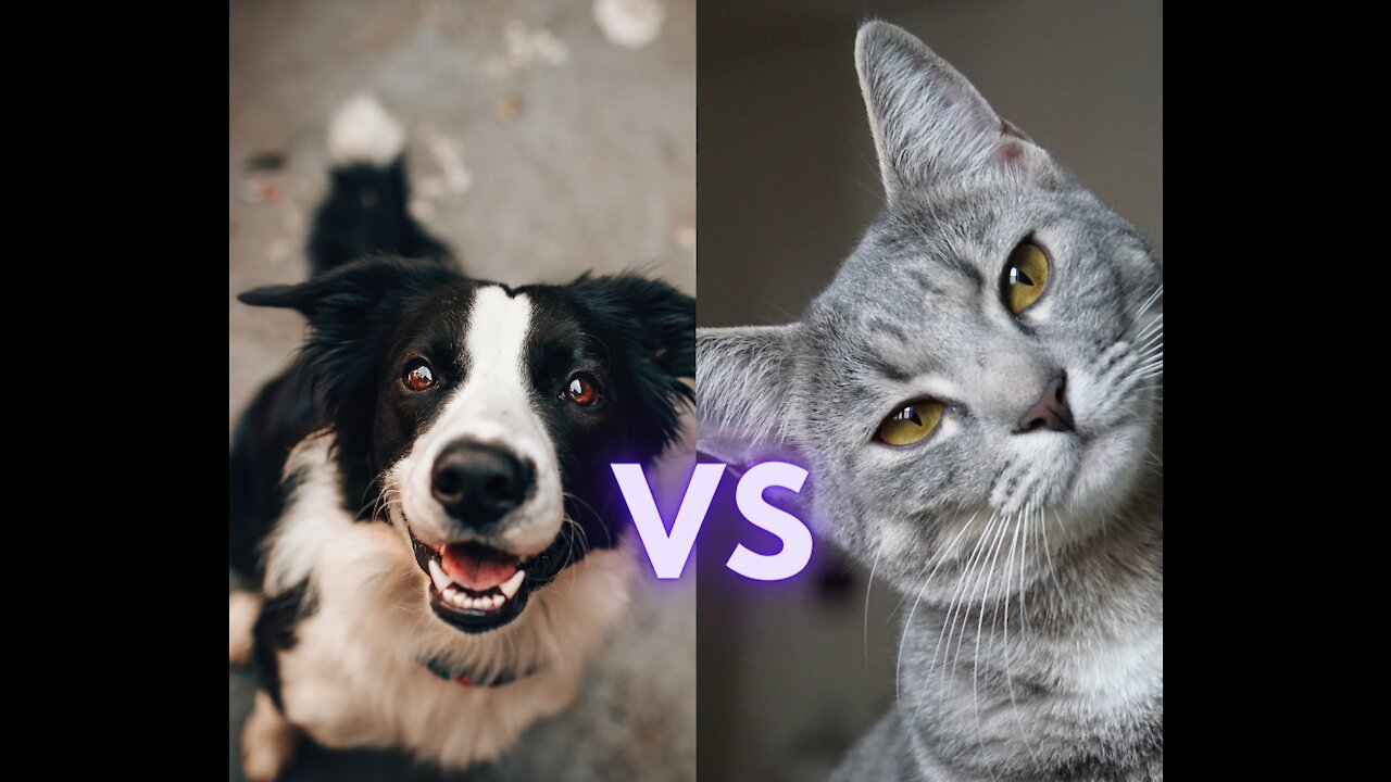 Dog vs Cats 😍 Cutest Critters