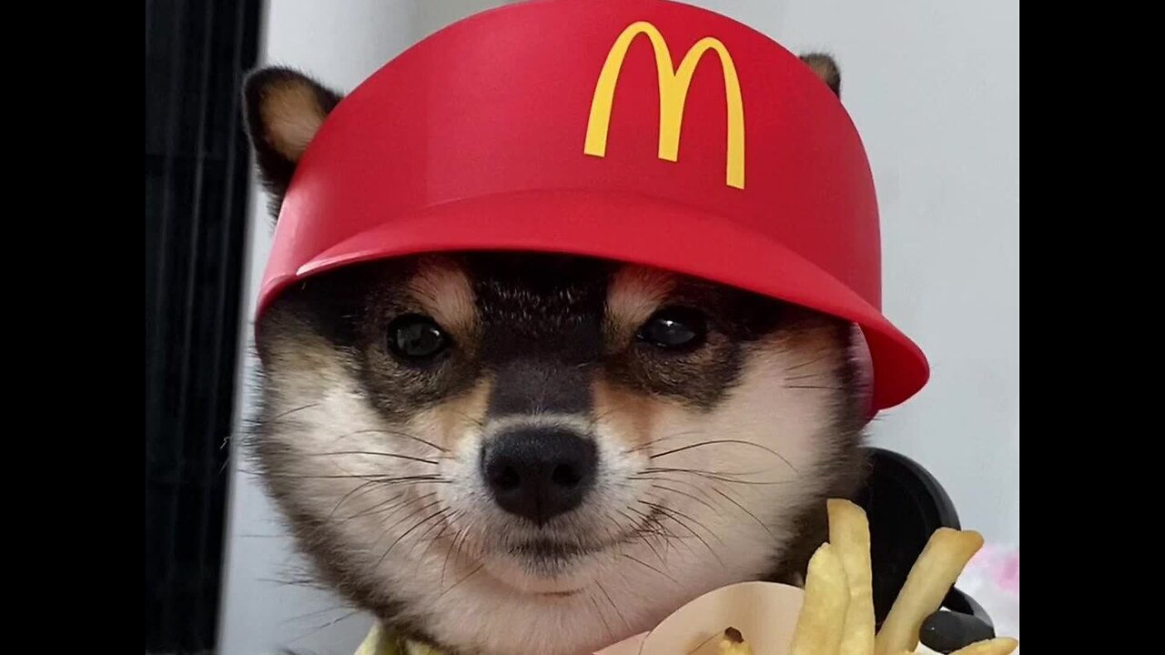 McDonald's puppy