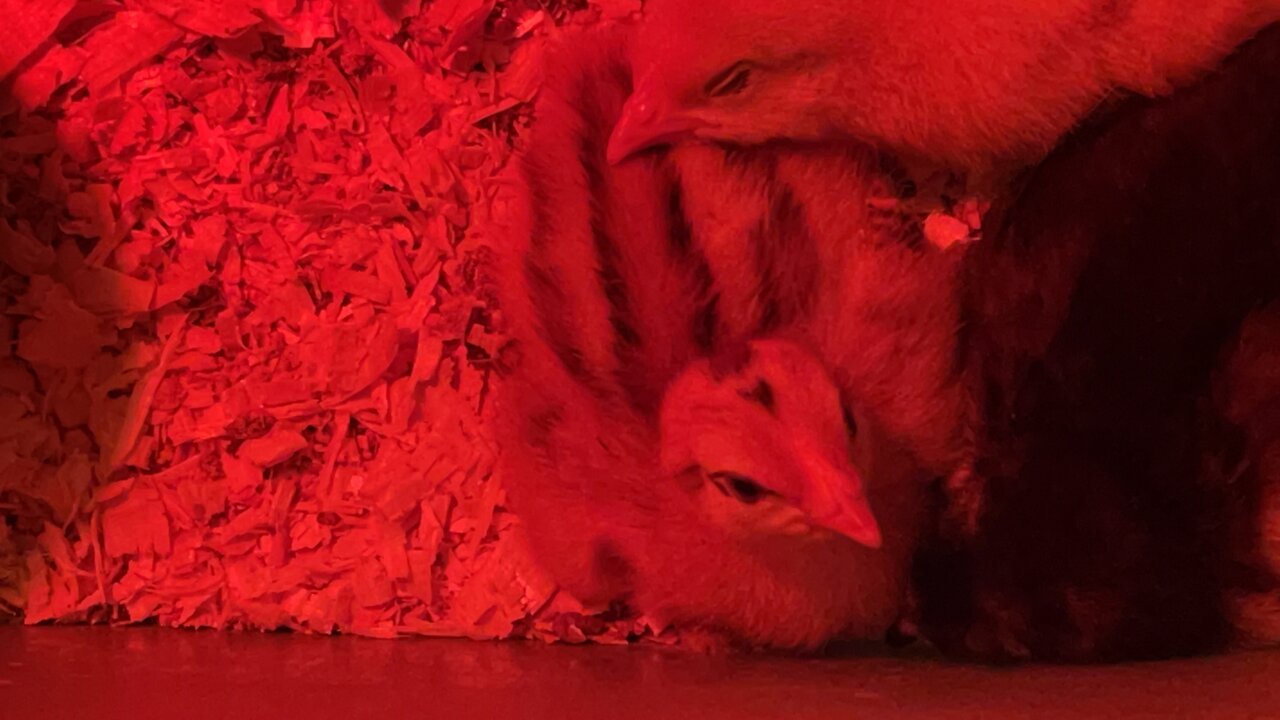 Tiny homestead.. A slow start for a big future